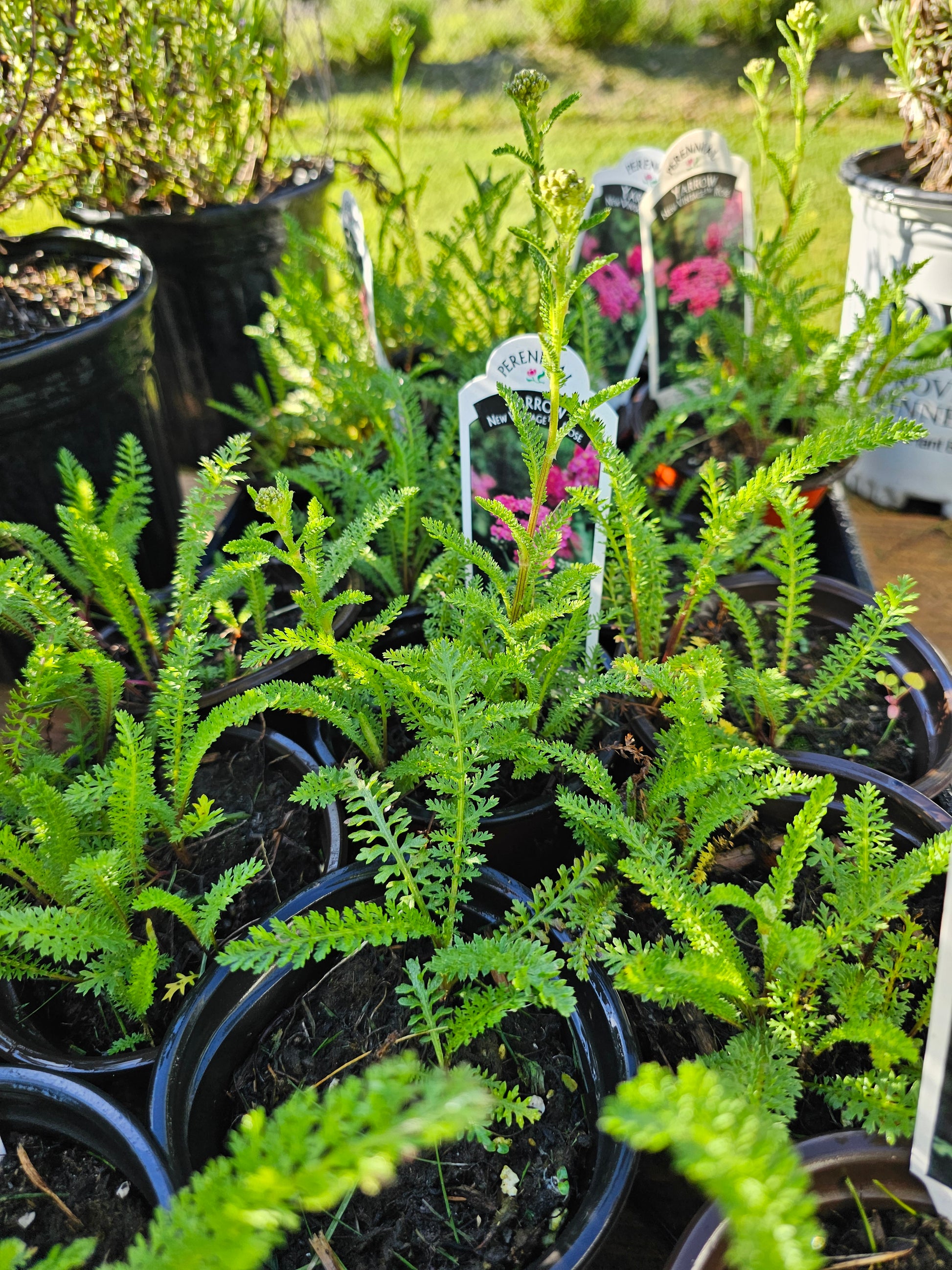 pots of starer yarrow plants