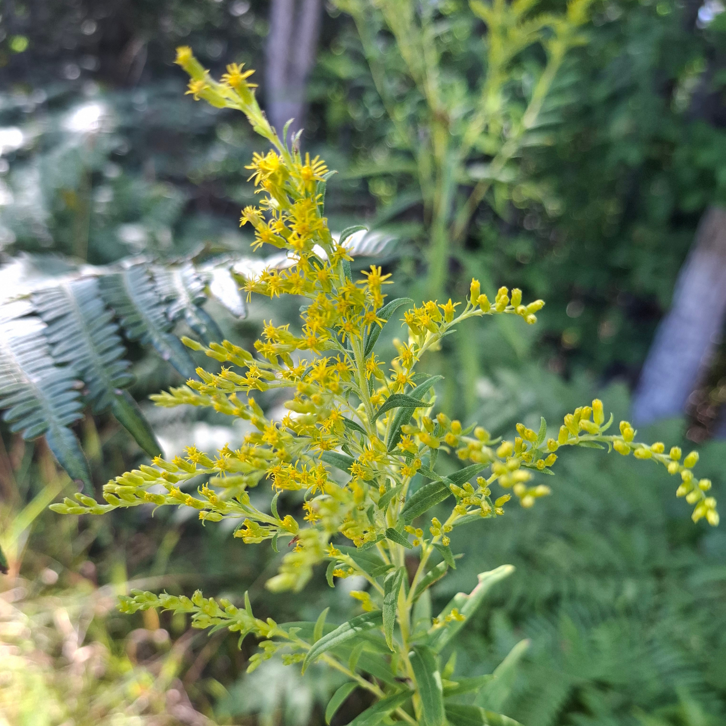 Goldenrod - Late-Season Pollinator Plant