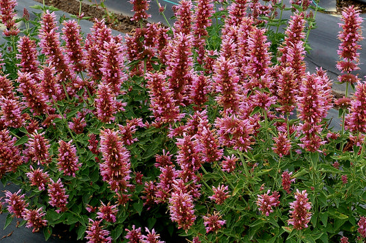 Spikey pink flower stemps on a dwarf plant