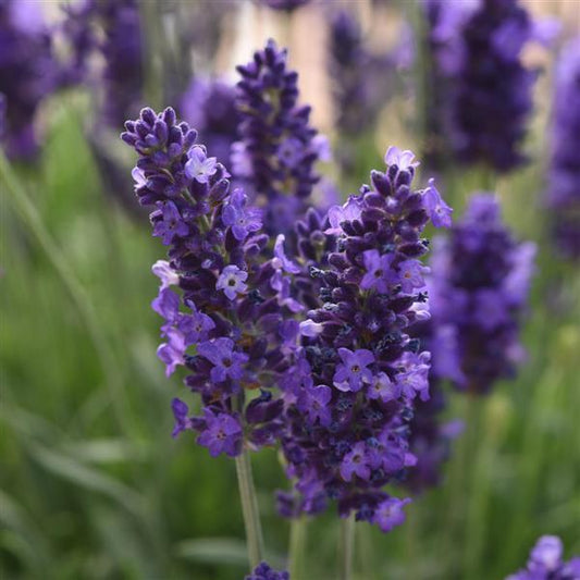 Closeup of a lavender stem showing buds that are open and closed